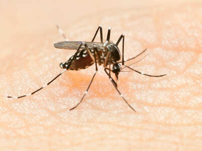 Foods you can eat to treat dengue fever