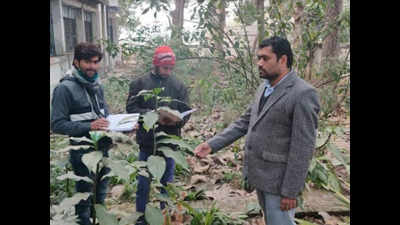 Prayagraj: This Botanist makes people aware of medicinal plants