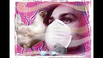 Ray of hope for Vid poultry farmers as many samples -ve