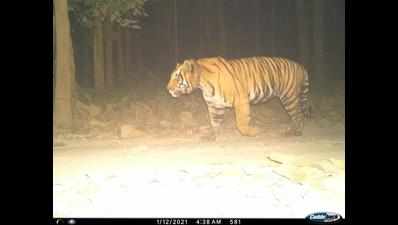Camera trap shows injured tiger with deep wounds caused by nylon snare in Dudhwa