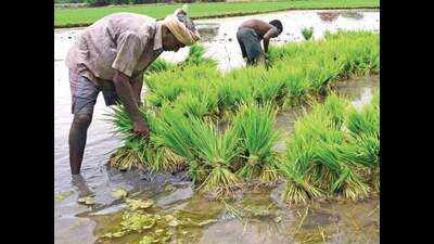Rain damages 5,000 acres of samba paddy crop in Trichy | Trichy News ...