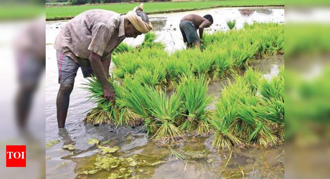 Rain damages 5,000 acres of samba paddy crop in Trichy | Trichy News ...