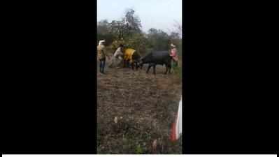 Several bulls injured in illegal Maharashtra event