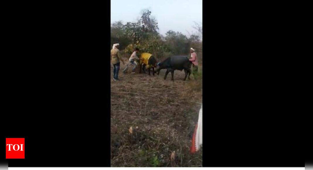 Several bulls injured in illegal Maharashtra event | Nagpur News ...