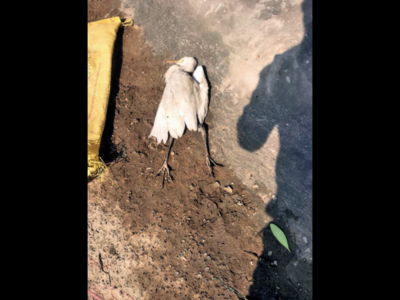 Ahmedabad: Egret's sudden death triggers bird flu panic | Ahmedabad News - Times of India Ahmedabad: Egret's sudden death triggers bird flu panic | Ahmedabad News - Times of India