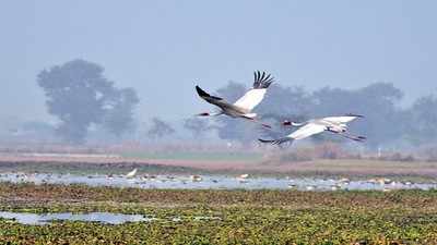 Noida: Why the Dhanauri wetland is in dire need of conservation