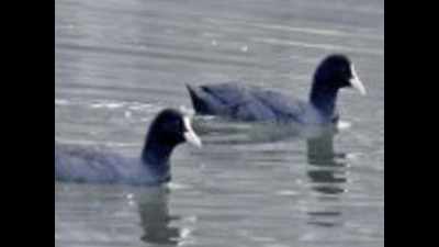 Delhi: Mixed report on waterbirds, but mostly good so far