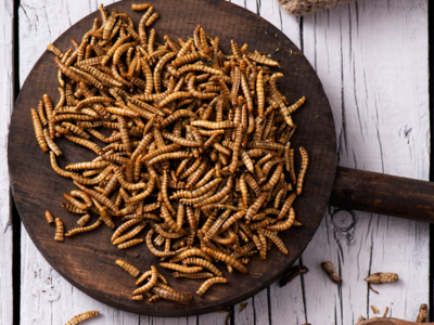 Yellow Grub or Mealworms are fit for human consumption: EFSA