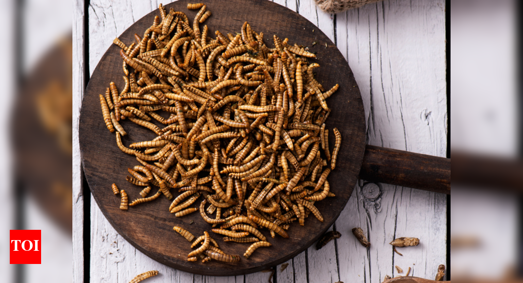 Yellow Grub or Mealworms are fit for human consumption EFSA Times of India