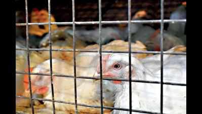 UP set to lift poultry curbs on Jan 24, chicken back on plate at Noida eateries