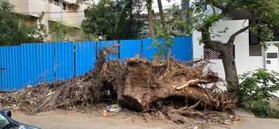 Uncleared Tree from Cyclone Nivar