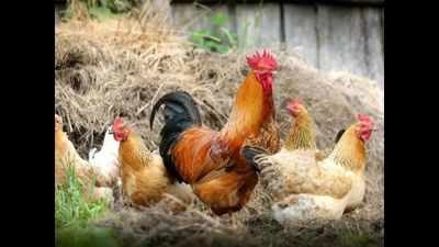 Flu scare: Telangana govt halts chicken supplies from Maharashtra to state