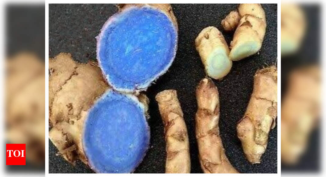 Have you heard of black turmeric with medicinal properties? Read this