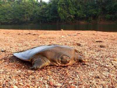 On a giant mission to protect a turtle species in Kasaragod | Kozhikode ...