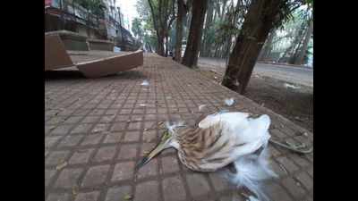 Over 5,000 birds culled at two Pune villages; infected crows source of flu