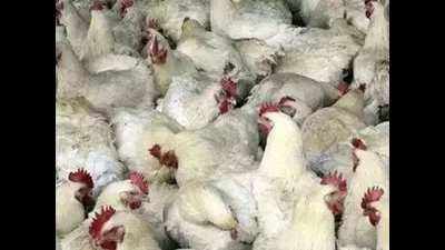 Maharashtra: Around 220 domestic chicken found dead in Palghar