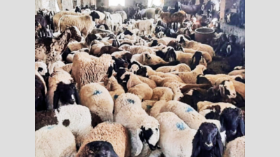 Over 2,800 goats seized in Pratapgarh under Cruelty Act