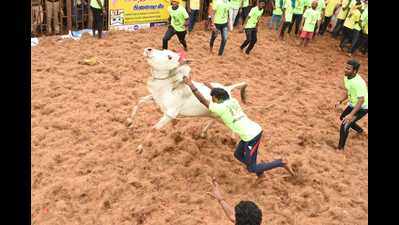 Trichy district’s first jallikattu event of the year begins