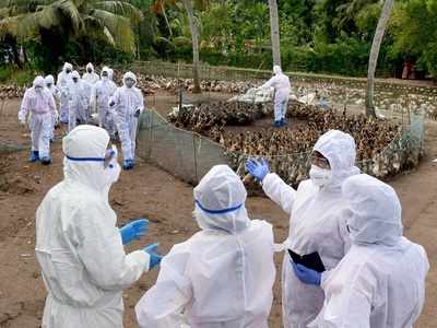 Kerala: Bird flu scare revisits Alappuzha, confirmed cases reported in Kuttanad
