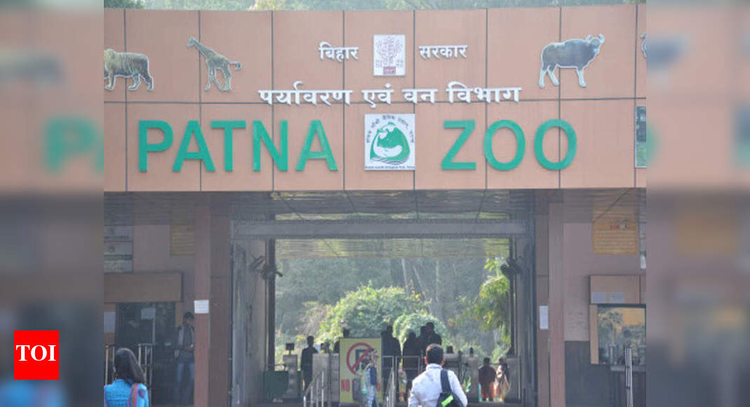 Patna zoo to get 2 lionesses from Hyderabad soon Patna News Times