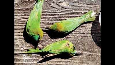 Four little green bee-eaters die in Dahod