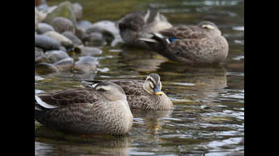 Six spot-billed ducks found dead in Punjab's Banur