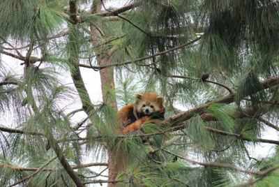 India counters China on red pandas; DNA finds Himalayan and Chinese sub-species exist here