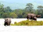 Popular wildlife sanctuaries around India that are worth a visit
