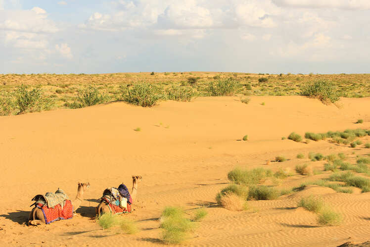 During the camel safari