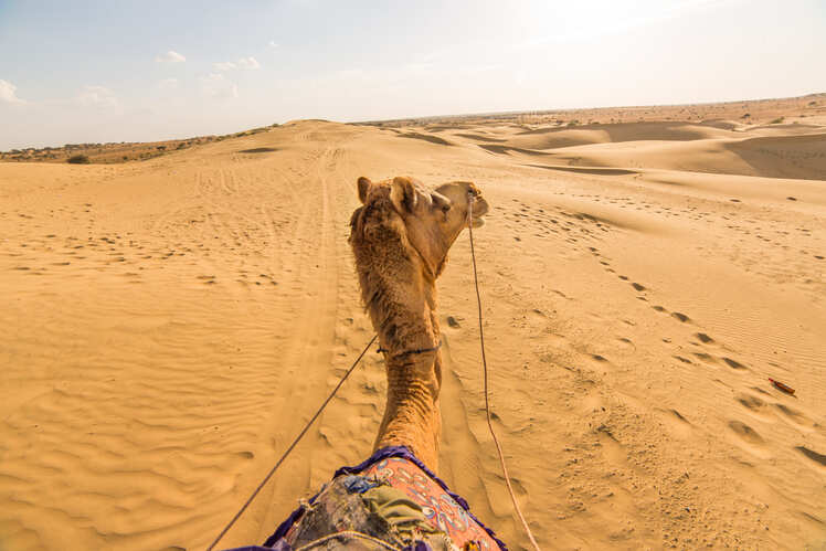 How to choose a camel safari in Jaisalmer?