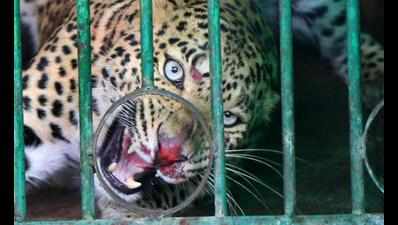 11-member panel to study leopard-human conflict
