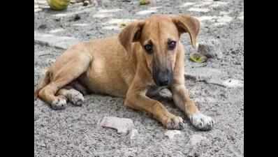 Activists in Goregaon want justice for run over stray dog