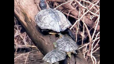 Chandigarh: Sukhna natives at mercy of aggressive American turtles