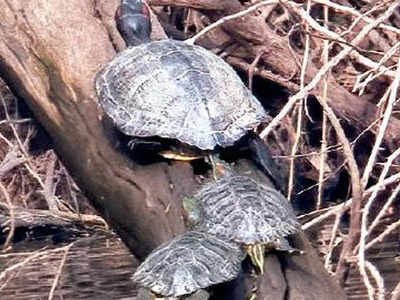 Chandigarh: Sukhna natives at mercy of aggressive American turtles