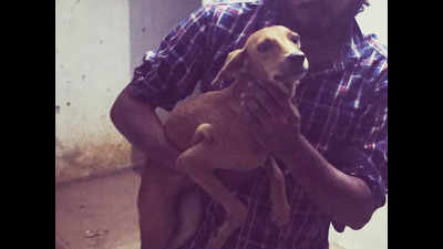 Madras high court fines men who threw dog off roof