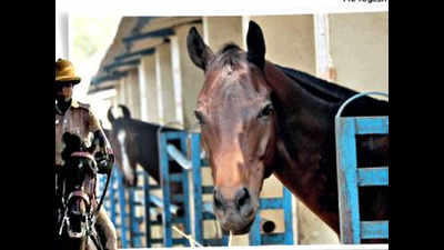 Gujarat Police to increase horse power