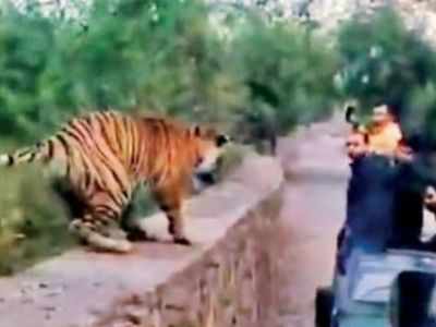 The Tiger Encounter
