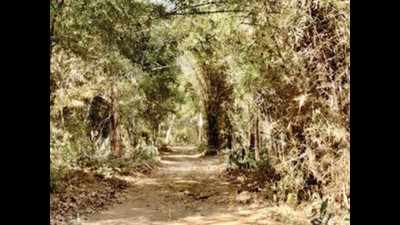 Maharashtra: Chandrapur to have country’s first jungle safari in territorial forest