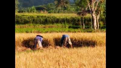 Katihar tops in paddy procurement in Bihar