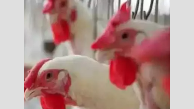 Gujarat: Samples of 10 dead poultry birds test positive for avian flu