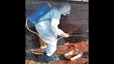 Gujarat: Gir Somnath registers first case of bird flu in poultry