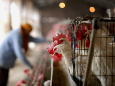 Gujarat reports 1st case of avian flu in poultry, 200 birds culled