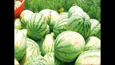Goa: Pest control efforts by agriculture dept curbs watermelon, cow pea crop loss