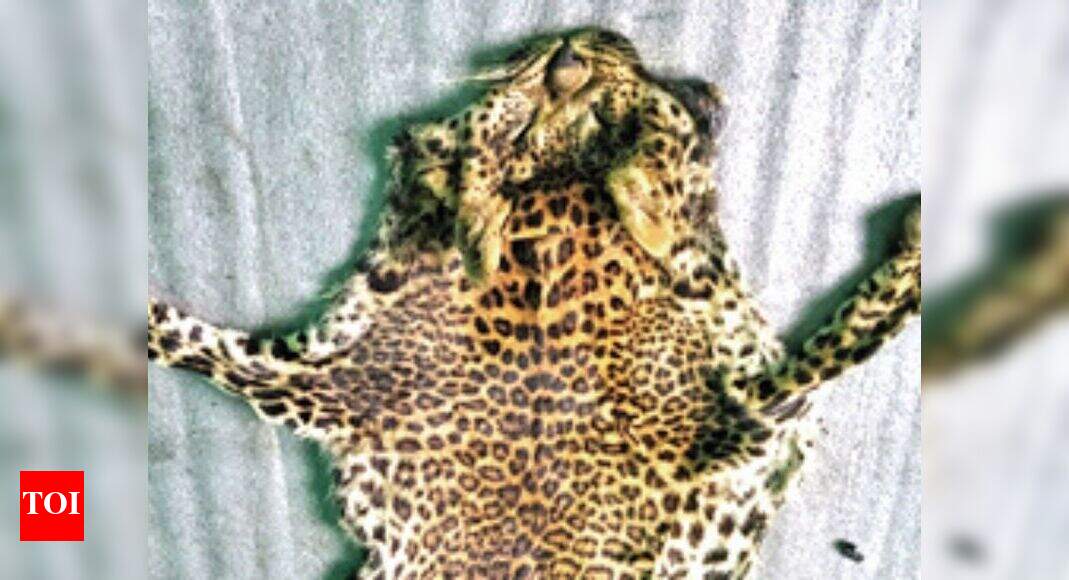 Kerala: Poachers planned to sell leopard's skin, teeth | Kochi News ...