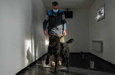 Czech trainers teach dogs to sniff out Covid