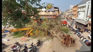 Mangaluru's iconic Ashwattha tree falls | Mangaluru News - Times of India