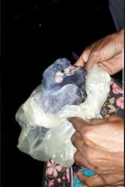 South Mumbai animal activist rescues pigeon from a junkie at Fort area |  Mumbai News - Times of India