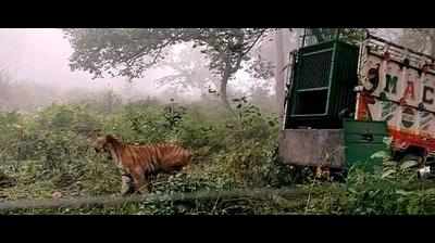 Captured PTR stray tiger set free in Dudhwa
