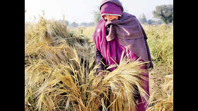 Over 23,000 PM-Kisan payouts failed during lockdown time in Rajasthan: RTI
