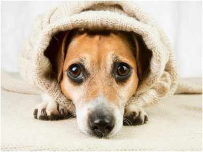 Tips to keep your furry pal warm in winter